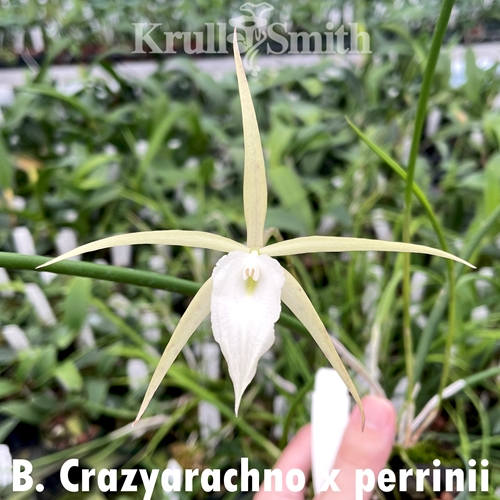 Brassavola Crazyarachno x perrinii