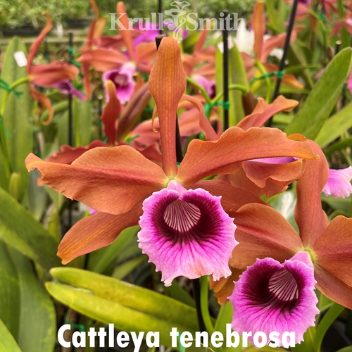 Cattleya tenebrosa x Rlc. Carolina Splendor Parent 1