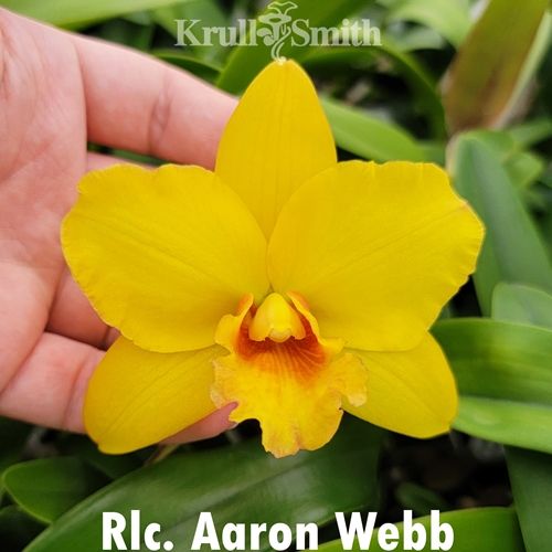 Rlc. Aaron Webb