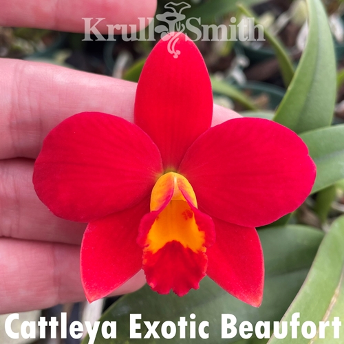 Cattleya Exotic Beaufort