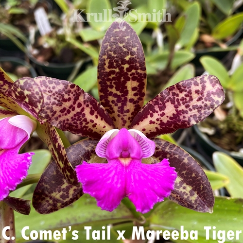 Cattleya Comets Tail x Mareeba Tiger