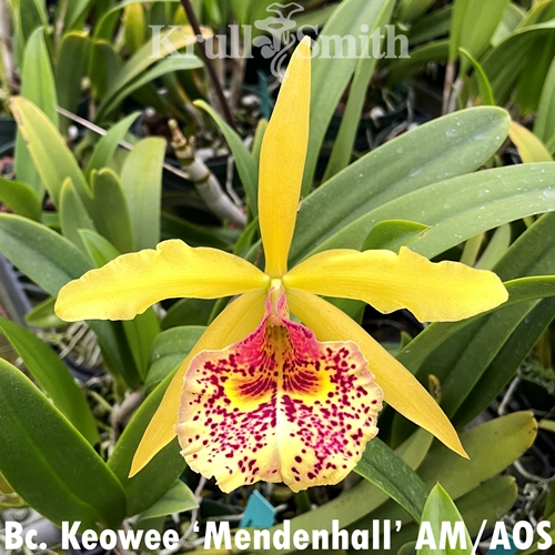 Bc. Keowee 'Mendenhall' AM/AOS