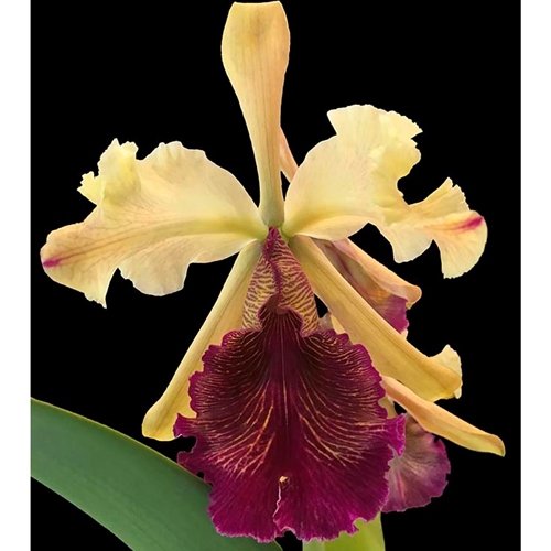 Cattleya dowiana