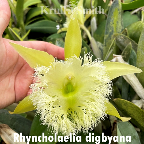 Rhyncholaelia digbyana (1739) - Colchicine Treated