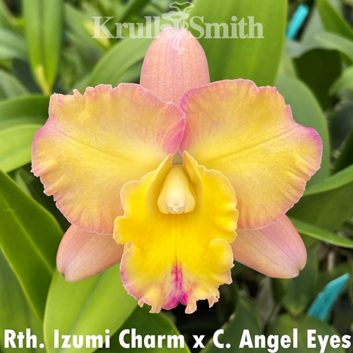 Rth. Izumi Charm x C. Angel Eyes