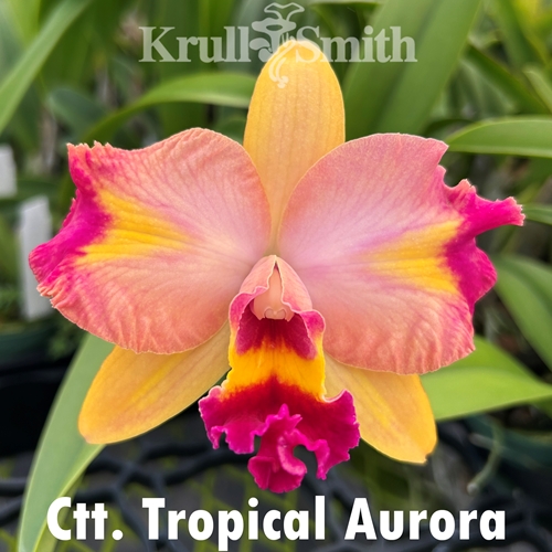 Ctt. Tropical Aurora