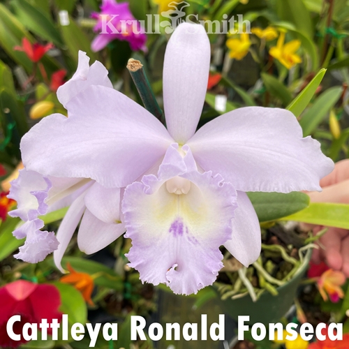 Cattleya Ronald Fonseca