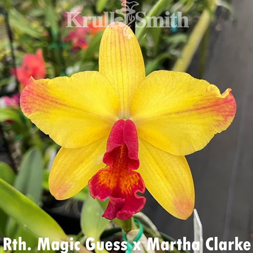 Rth. Magic Guess x Martha Clarke