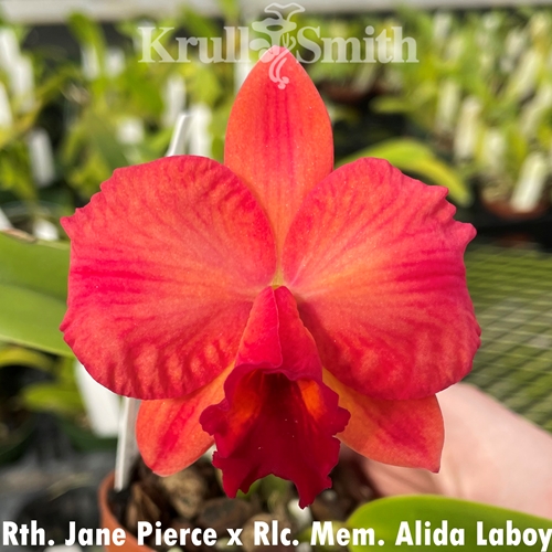 Rth. Jane Pierce x Rlc. Mem. Alida Laboy