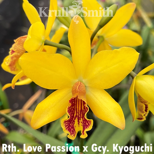 Rth. Love Passion x Gcy. Kyoguchi