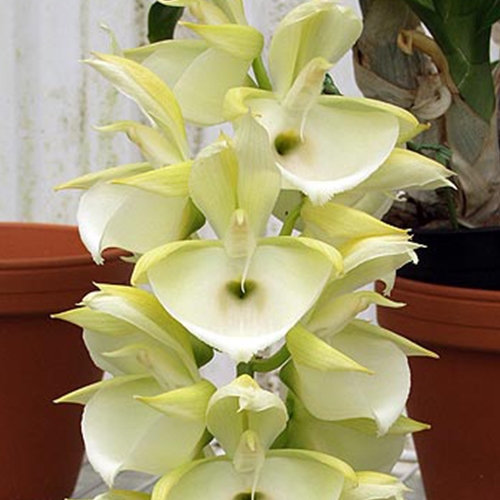 Catasetum pileatum Parent 2