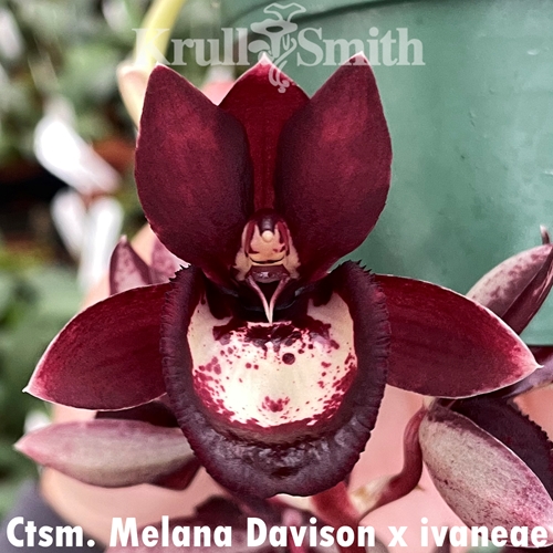 Catasetum Melana Davison x Cataseum ivaneae