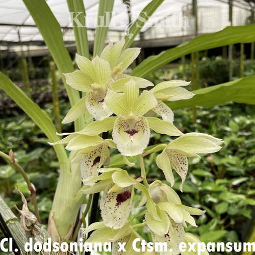 Clowesia dodsoniana x Catasetum expansum