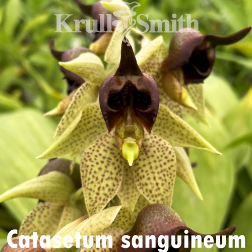 Catasetum sanguineum x Catasetum tenebrosum Parent 1