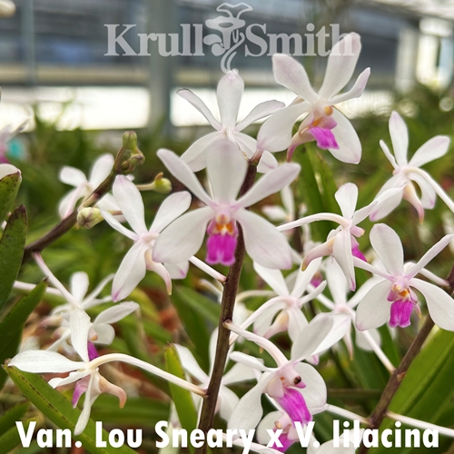 Van. Lou Sneary x Vanda lilacina