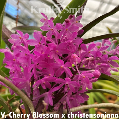 Vanda Cherry Blossom x christensoniana