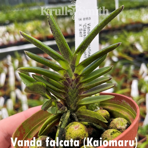 Vanda falcata (Kaiomaru)