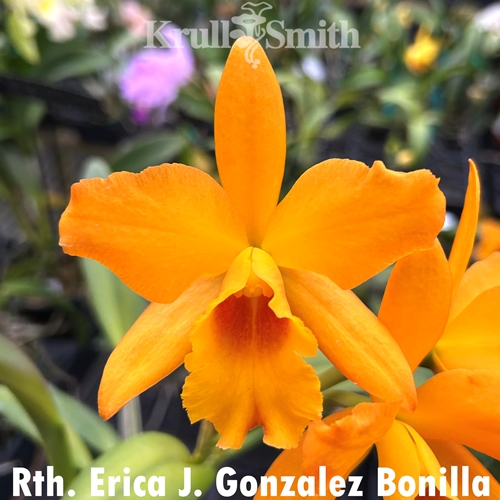 Rth. Erica J. Gonzalez Bonilla