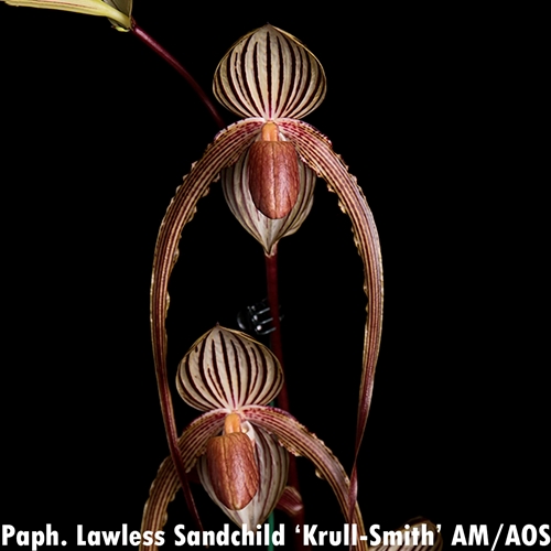 Paphiopedilum Lawless Sandchild x sanderianum Parent 1