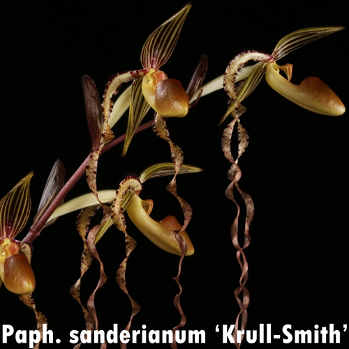 Paphiopedilum Lawless Sandchild x sanderianum Parent 2