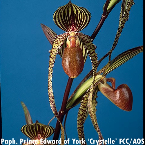 Paphiopedilum Prince Edward of York x sanderianum Parent 1