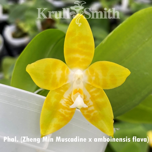 Phal. Zheng Min Muscadine x amboinensis flava