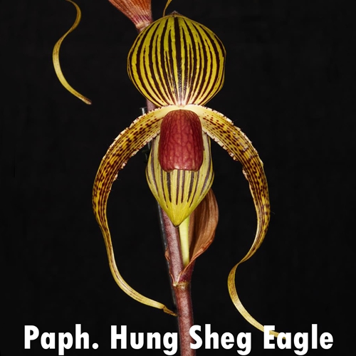 Paphiopedilum Prince Edward of York x Hung Sheng Eagle Parent 2