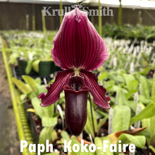 Paphiopedilum Koko-Fare