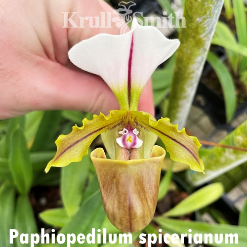 Paphiopedilum spicerianum