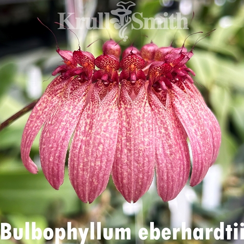 Bulbophyllum eberhardtii