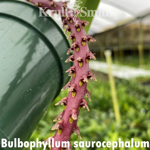 Bulbophyllum saurocephalum