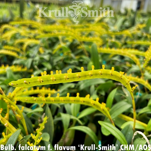 Bulbophyllum falcatum f. flavum 'Krull-Smith' CHM/AOS