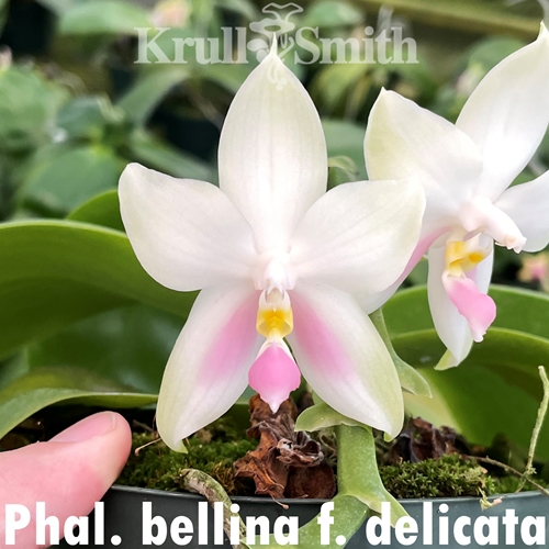 Phalaenopsis bellina f. delicata (Wild Type)
