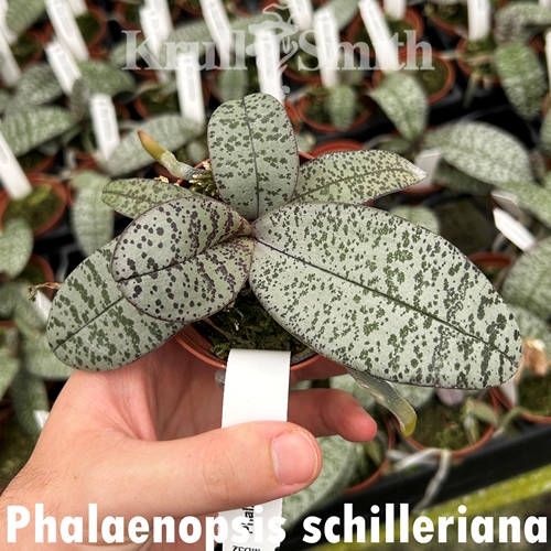 Phalaenopsis schilleriana (MD52)