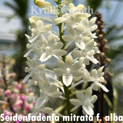 Seidenfadenia mitrata f. alba