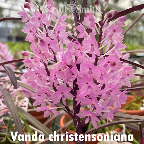 Vanda christensoniana Seedling