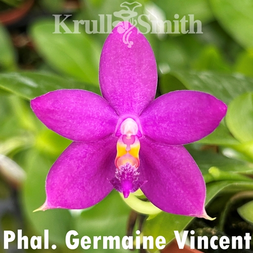 Phalaenopsis Germaine Vincent