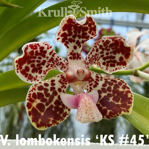 Vanda lombokensis (2325) *FLASK*