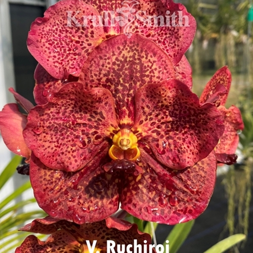 Vanda Ruchiroj 'No. 3'