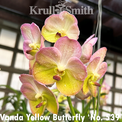 Vanda Yellow Butterfly 'No. 539'
