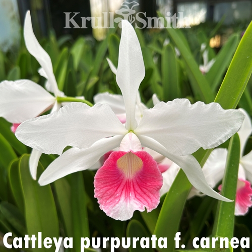 Cattleya purpurata f. carnea (KGS1731)