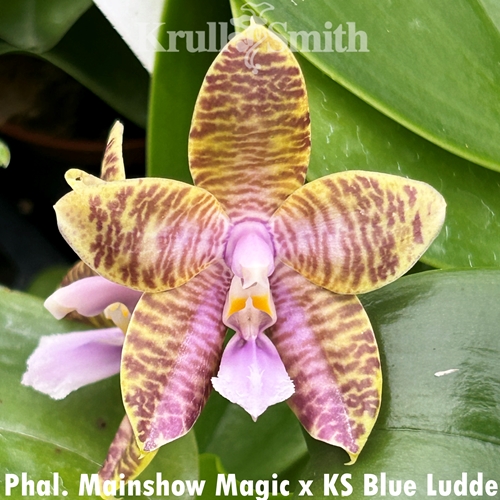 Phalaenopsis Mainshow Magic x KS Blue Ludde