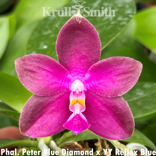 Phalaenopsis Peter Blue Diamond x YangYang Reflex Blue