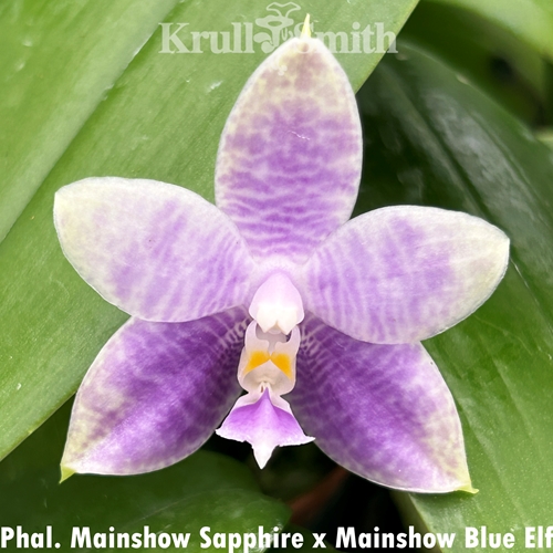 Phalaenopsis Mainshow Sapphire x Mainshow Blue Elf
