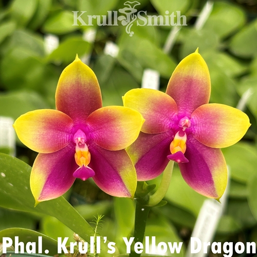 Phalaenopsis Krull's Yellow Dragon