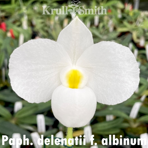Paphiopedilum delenatii f. albinum AQ Group