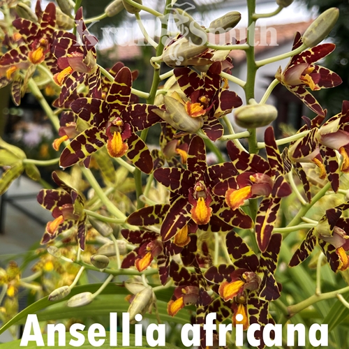 Ansellia africana
