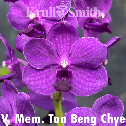 Vanda Mem. Tan Beng Chye