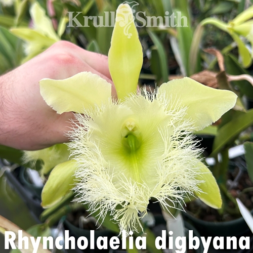 Rhyncholaelia digbyana (Hadley Cash)