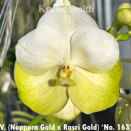 Vanda Nopporn Gold x Rasri Gold 'No. 163'